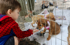 Adoção de animais em Guarujá