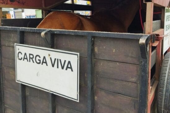 Cavalo resgatado em São Vicente após acidente com motociclista