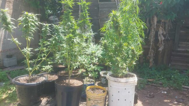 Plantação de maconha