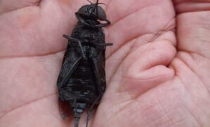 O inseto, conhecido como mosca-da-madeira, é considerado um dos maiores da espécie do mundo