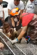 cachorrinho resgatado em santos