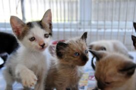 Filhotes de gatos já estão vermifugados e com a castração garantida (Foto meramente ilustrativa)
