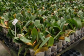 Praga é encontrada em carga de orquídeas