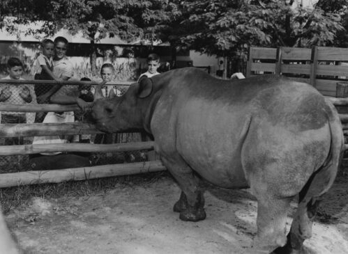 O rinoceronte Cacareco, pouco antes de ir do Rio para São Paulo