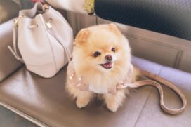 Cachorro envolvido em crime de estelionato era da raça 'lulu da pomerânia' (Spitz-alemão-anão)