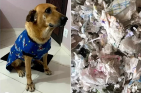 Santos: Cão rasga 'caminha' e dona descobre que o enchimento tinha restos de absorventes
