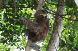 Bicho-preguiça e gambás são soltos na natureza após tratamento veterinário no Orquidário
