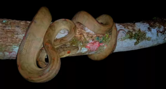 Biólogos resgatam cobra suaçoboia, que estava no telhado de uma casa, em Peruíbe