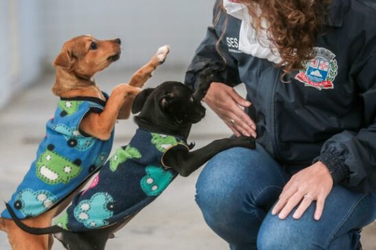 A adoção de um bichinho deve ser feita de forma consciente e responsável