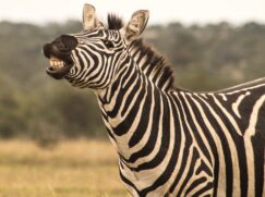 Zebras poderiam estar andando livremente neste instante nas praias de Santos se ainda vivêssemos na Pangeia