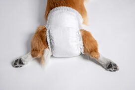 'Mãe de pet' virou empreendedora para criar a primeira fralda descartável para cachorros, em 2006
