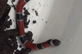 A GCM Ambiental resgatou uma cobra coral-verdadeira no bairro Samaritá