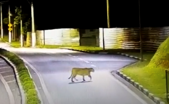 Onça-parda circula por cidade, em SP