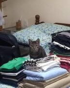 PG: família procura gata levada por casal enquanto descansava na porta de casa; vídeo