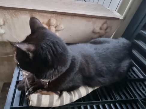 Gatos foram vítima de envenenamento em Guarujá