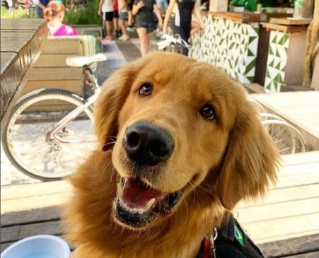 DL traz uma lista de bares pet friendly em SP
