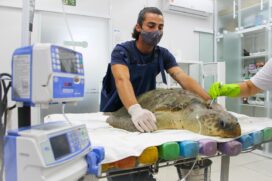 Tartaruga-Oliva é resgatada em ação do PMP-BS e inicia reabilitação no Instituto Gremar, no Guarujá