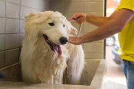 Além da temperatura da água, o pelo e pele do seu dog precisam dos produtos e da secagem corretos
