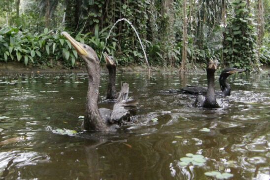 Com as asas fraturadas, as aves não podem mais viver longe dos cuidados humanos.