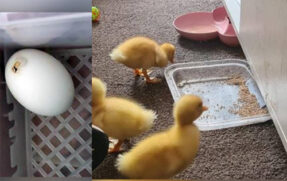 Mulher compra ovos em supermercado e é surpreendida com nascimento de patos
