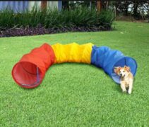 Pets também terão espaços para se divertir no Festival Santos Café
