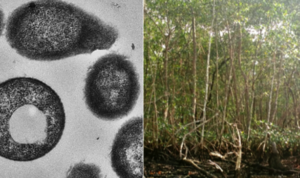 Identificada nas águas do mangue de Cubatão, na Baixada Santista, a bactéria Methylopila oligotropha produz grãos de um material biodegradável