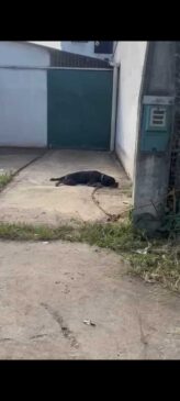 Cão da raça Rottweiller é abandonado em Itanhaém
