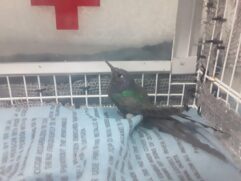 Beija-flor tesoura é resgatado no Centro, em São Vicente