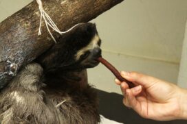Com carinho especial, bicho-preguiça se recupera de grave acidente no Orquidário de Santos
