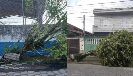 Árvores que caíram em Guarujá (à esq.) e em Mongaguá (à dir.) devido aos ventos fortes