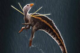Concepção artística do dinossauro brasileiro que chegou a ser chamado de Ubirajara jubatus