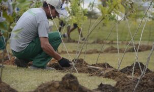 A data foi instituída a fim de conscientizar sobre a importância das florestas