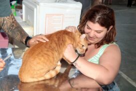 Vacinação para gatos e cachorros em Santos