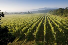 A Comissão dos Vinhos Verdes promoverá várias ações e eventos com profissionais da área e imprensa nas cidades de São Paulo, Belo Horizonte e Rio de Janeiro.
