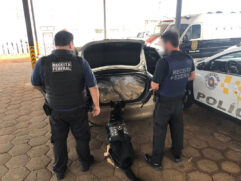 Em um dos veículos, foram identificados 256 tabletes contendo substância análoga à maconha