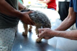 A ação da Coordenadoria de Defesa da Vida Animal, da Prefeitura de Santos, visa imunizar cerca de 7 mil animais até dia 2 de dezembro