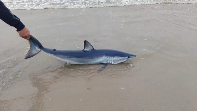 Tubarão-anequim chega a 80 km/h e costuma ficar em alto mar