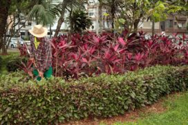 COMO PMS CUIDA JARDINS PRAIA FUNCIONÁRIO JUVENALDO