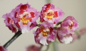 Com uma proposta de surpreender as pessoas com orquídeas, suculentas e flores ornamentais, o evento acontece de sexta (28) a quarta-feira (2)