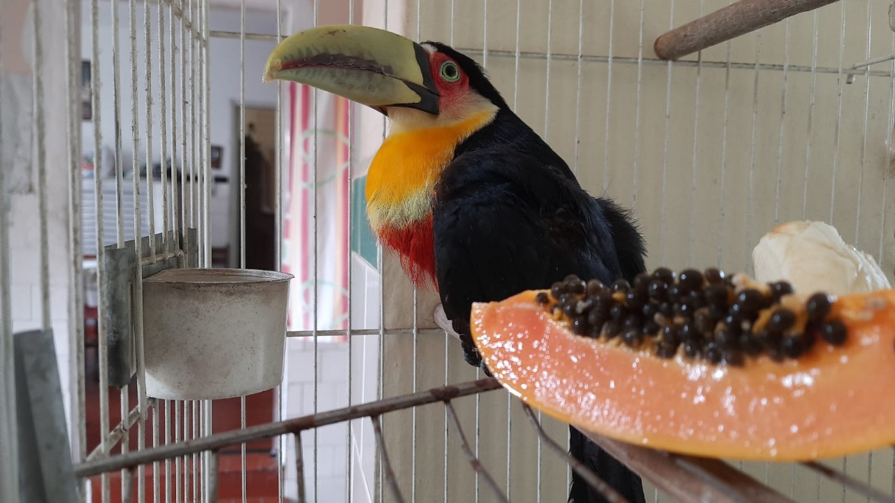 O animal silvestre foi encaminhado para tratamento no Orquidário