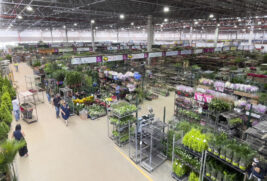 Na pandemia, a produção de flores foi reduzida em 80%