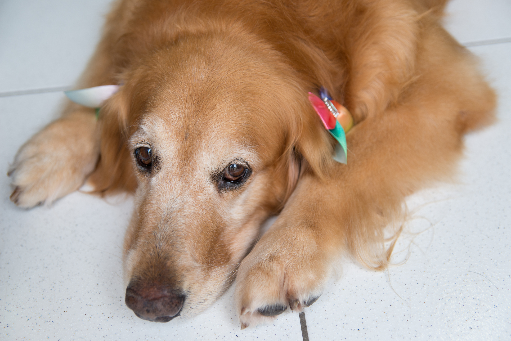 Os tutores devem tomar medidas preventivas também em cidades nas quais as queimas de fogos com estampidos já são proibidas