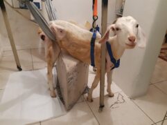 Mesmo internada, Talita não apresentava melhoras. A situação inusitada, no entanto, chegou aos ouvidos da advogada Denise Schiaffino Bronichaki, que quis logo conhecer a cabra
