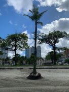 Coqueirão estão com raízes expostas e correm risco de queda