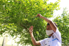 Com o progresso urbano, a árvore foi desaparecendo da cidade, mas intenção é resgatar as pitangueiras