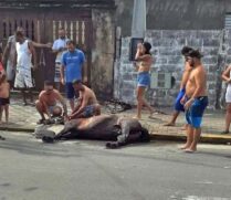 Na imagem, moradores tentam salvar cavalo que morre de fadiga em Agenor de Campos, em Mongaguá