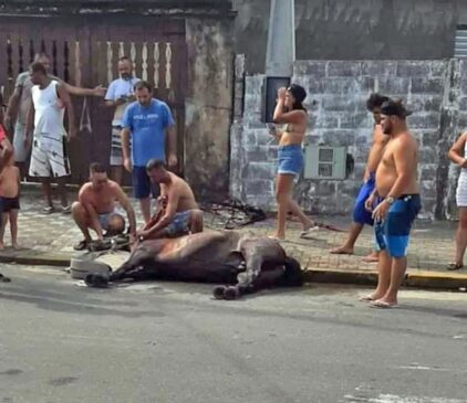 Na imagem, moradores tentam salvar cavalo que morre de fadiga em Agenor de Campos, em Mongaguá