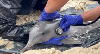 O animal foi levado com vida para o Centro de Reabilitação e Despetrolização de Animais Marinhos