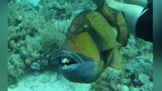 O nadador teria incomodado, sem querer, a família do peixe
