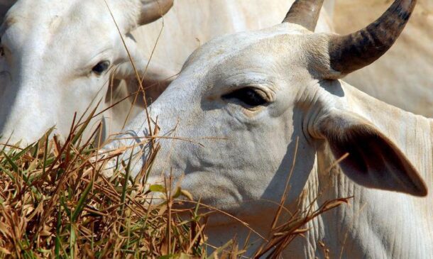 Foram imunizados contra a doença 10.928.273 de animais no Estado